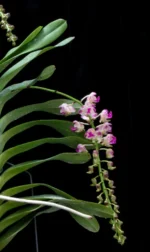 Aerides Korat Koki - Image 3
