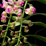 Aerides Korat Koki