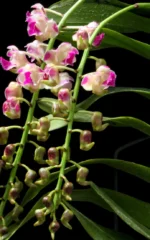 Aerides Korat Koki