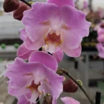 Ορχιδέα Phalaenopsis - Royal Pink (peloric)
