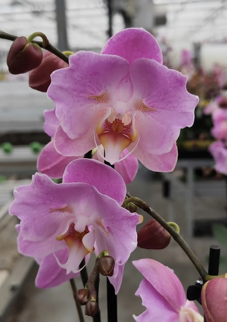 667c6729-708f-4f45-83aa-6f86d77cae8e Ορχιδέα Phalaenopsis - Royal Pink (peloric) - Image 1