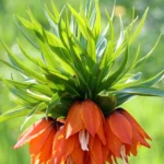 Βολβός Fritillaria (Rubra/Aurora)