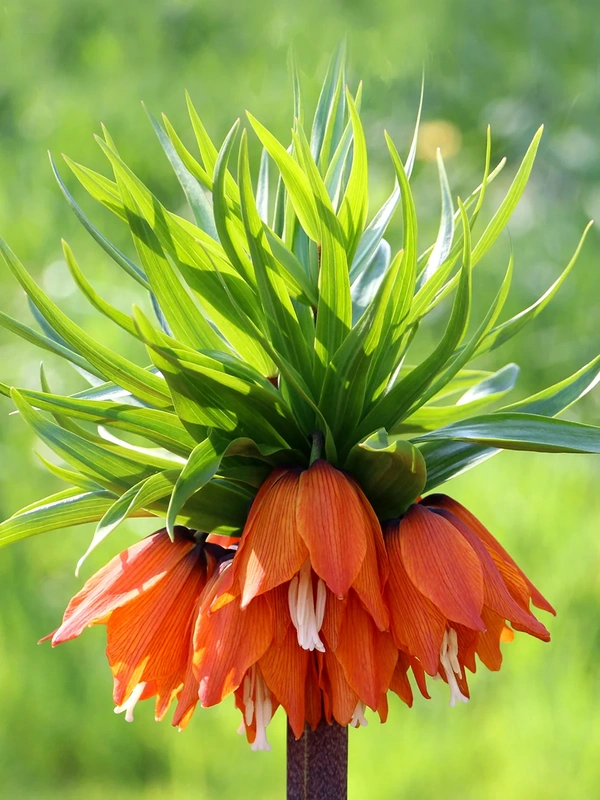 Fritillaria_Imp_Rubra-5 Βολβός Fritillaria (Rubra/Aurora) - Image 1