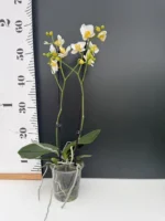 Phalaenopsis - OX Royal Yellow - Image 2