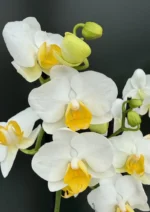 Phalaenopsis - OX Royal Yellow