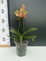 Phalaenopsis - Brother Sara Gold - Image 2