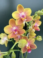Phalaenopsis - Brother Sara Gold