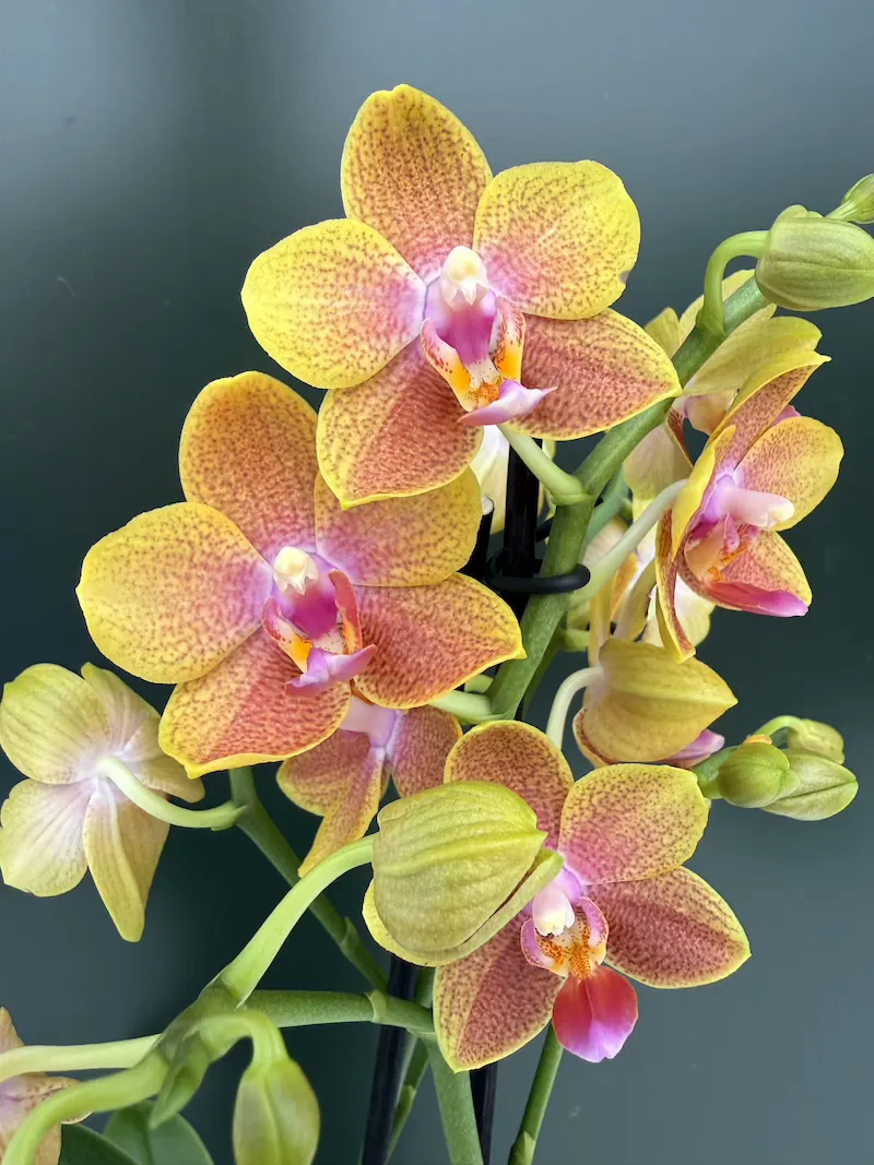 IMG_7285 Phalaenopsis - Brother Sara Gold - Image 1
