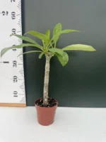 Plumeria Rubra mix Color - Image 2