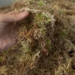 Φρέσκος Σφάγνος (sphagnum moss)