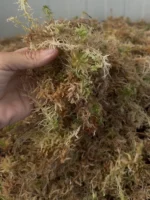 Φρέσκος Σφάγνος (sphagnum moss)