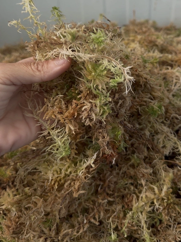 IMG_7375 Φρέσκος Σφάγνος (sphagnum moss) - Image 1