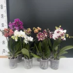 Phalaenopsis mini mix