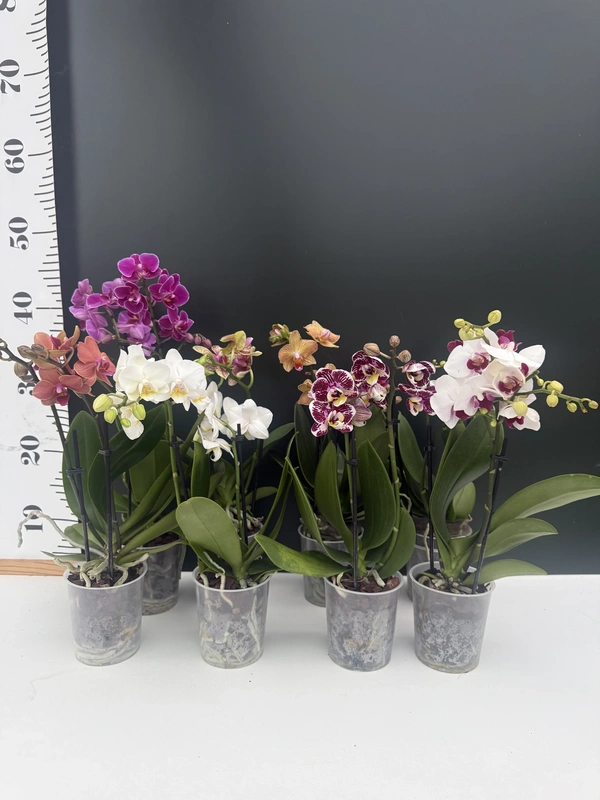 IMG_7379 Phalaenopsis mini mix - Image 1