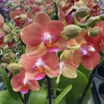 Phalaenopsis - Soft Touch