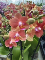 Phalaenopsis - Soft Touch