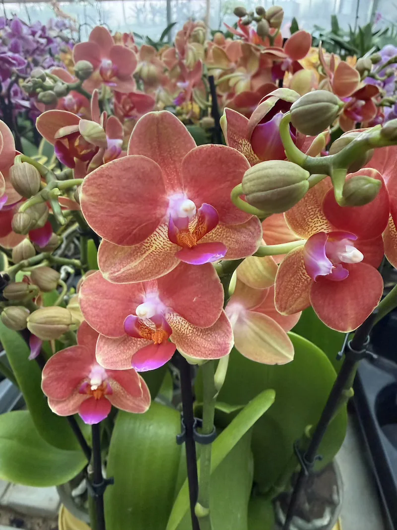 IMG_7380 Phalaenopsis - Soft Touch - Image 1
