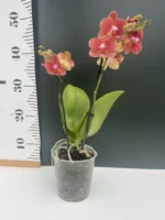 Phalaenopsis - Soft Touch - Image 2