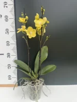 Phalaenopsis - Younghome Lemon Yellow - Image 2