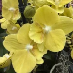 Phalaenopsis - Younghome Lemon Yellow