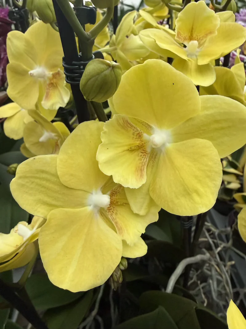 IMG_7385 Phalaenopsis - Younghome Lemon Yellow - Image 1