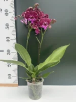 Phalaenopsis - Burgundy Big Lip - Image 2