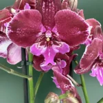 Phalaenopsis - Burgundy Big Lip
