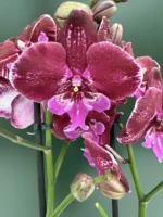 Phalaenopsis - Burgundy Big Lip