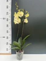 Phalaenopsis - Yellow Big Lip - Image 2