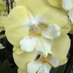 Phalaenopsis - Yellow Big Lip