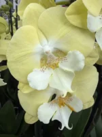 Phalaenopsis - Yellow Big Lip