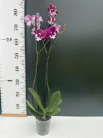 Phalaenopsis - Magenta Big Lip - Image 2