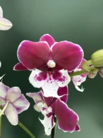 Phalaenopsis - Magenta Big Lip