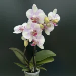 Phalaenopsis mini - MyMonroe 'make-up'