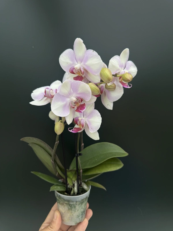 IMG_7399 Phalaenopsis mini - MyMonroe 'make-up' - Image 1