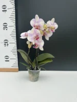 Phalaenopsis mini - MyMonroe 'make-up' - Image 2