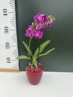 Phalaenopsis mini + Κασπώ - Image 3
