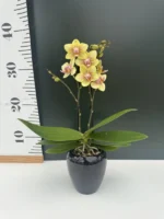 Phalaenopsis mini + Κασπώ - Image 4