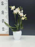 Phalaenopsis mini + Κασπώ - Image 5