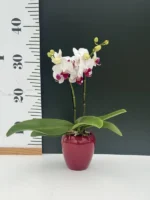 Phalaenopsis mini + Κασπώ - Image 6