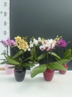 Phalaenopsis mini + Κασπώ