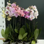 Σετ 2 Phalaenopsis - 2 Ανθοφόροι