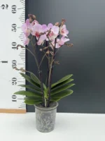 Phalaenopsis - Soft Pink - Image 2