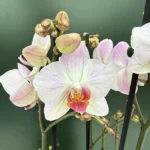 Phalaenopsis - Soft Pink