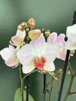 Phalaenopsis - Soft Pink