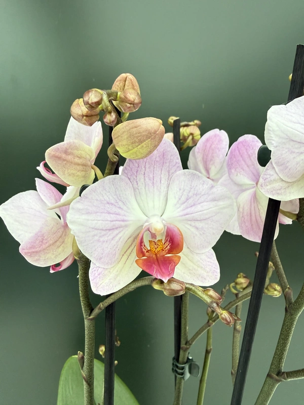 IMG_7482 Phalaenopsis - Soft Pink - Image 1