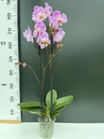 Ορχιδέα Phalaenopsis - Royal Pink (peloric) - Image 2