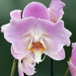 Ορχιδέα Phalaenopsis - Royal Pink (peloric)