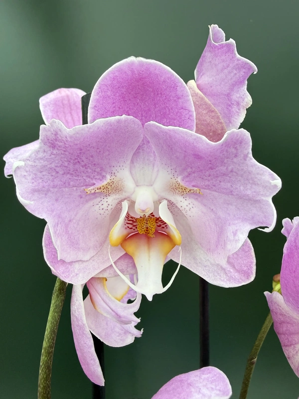 IMG_7492 Ορχιδέα Phalaenopsis - Royal Pink (peloric) - Image 1