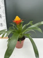 Bromelia - Image 2